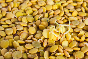 Group of germinate lentil on lentil background, health food, legume