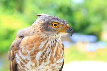 The hawk straight face expression of eye