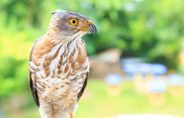 The hawk straight face expression of eye
