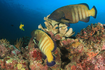 Fish on underwater coral reef