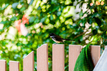 Magpie Standing Calm on wooden fence