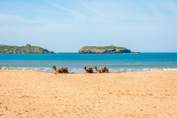 Camels on the beach in Essaouira