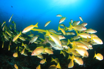 Fish on underwater coral reef