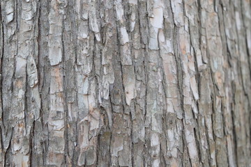 trunk of a tree