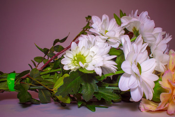 bouquet with white Daisy flowers close on a pink background