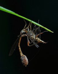 Naklejka premium Feeding time