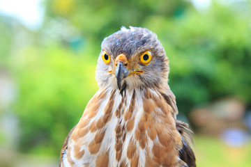 The hawk straight face expression of eye