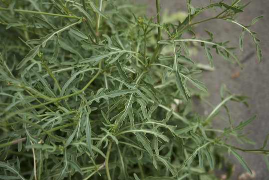 Diplotaxis tenuifolia