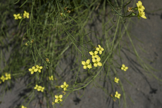 Diplotaxis tenuifolia
