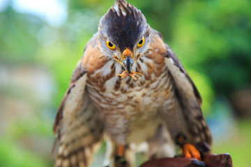 The hawk straight face expression of eye