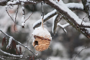 A tiny straw bird nest topped with a pretty white snow dangles from a tree branch in Missouri. The photographer captured a bokeh effect.