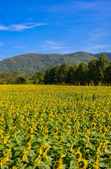 Fototapeta premium field of sunflowers
