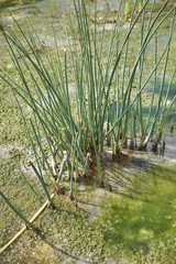 Schoenoplectus acutus