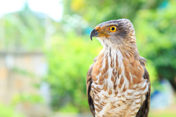 The hawk straight face expression of eye