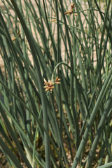 Fototapeta premium Schoenoplectus acutus