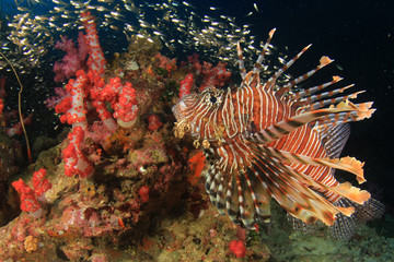 Naklejka na ściany i meble Coral reef underwater and fish