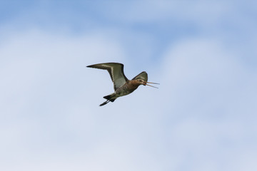 Fototapeta na wymiar Black-tailed godwit in flight under blue sky. Cute bright shorebird in wildlife.