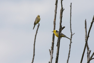 Citrine wagtails sitting on branches. Cute yellow birds in wildlife.