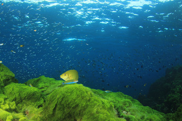 Fototapeta na wymiar Green algae blue ocean and fish