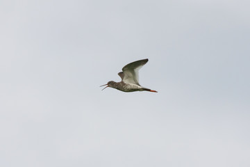 Common redshank flying in sky and screaming. Cute bright wader. Bird in wildlife.