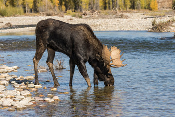 Bull Moose Drinking During the Fall Rut
