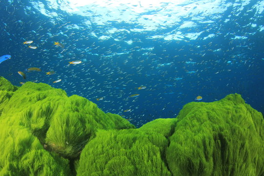 Green Algae Blue Ocean And Fish