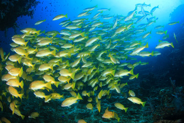 Coral reef underwater and fish