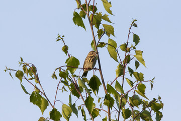 Tree pipit sitting on bush with worms in beak. Beautiful little spotted songbird. Bird in wildlife.