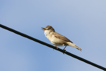 Blyth's reed warbler singing on wire. Cute little songbird. Bird in wildlife.