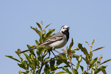 White wagtail singing on top of bush under blue sky. Cute common bird in wildlife.