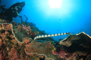 Scuba diver and Banded Sea Snake