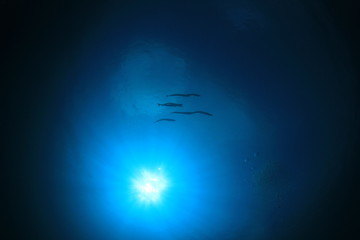 Underwater blue background and fish
