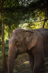 Fototapeta premium Asian Elephant in forest, Thailand.