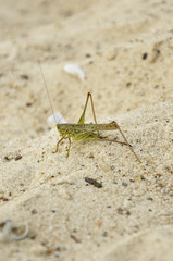 Grasshopper on the sand