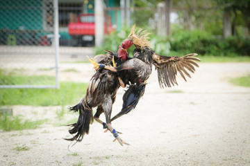 Gamecocks are fighting