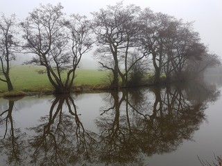 Obraz premium Misty Tree Reflection