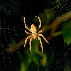 Dangerous spider on web background at night.