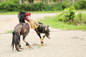 Gamecocks are fighting