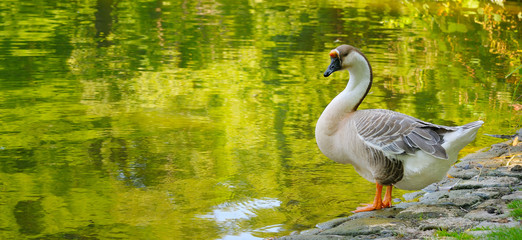 Gray goose against the backdrop of a lake in a summer park.