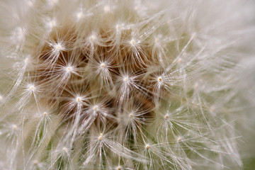 Macro shot of dandelion head with seeds. Abstract nature background with seeds of dandelion flower close up in shallow depth of field.