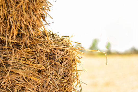 Dry straw to feed livestock during food shortages.
