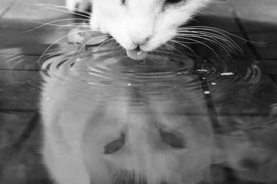 cat drinks water