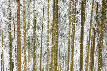 Fototapeta premium bosco di abeti rossi nel parco naturale di Paneveggio in inverno