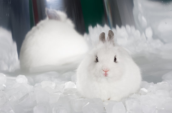 white hare on ice