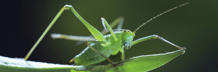 Grünes Heupferd, Nahaufnahme, Tettigonia viridissima, Panorama