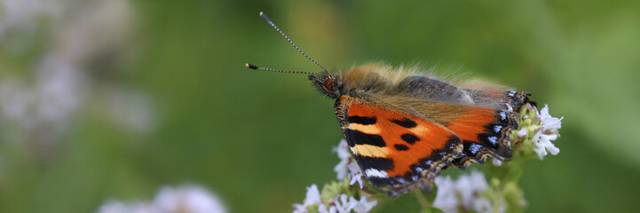 Kleiner Fuchs, Schmetterling, Aglais urticae, Panorama © Aggi Schmid