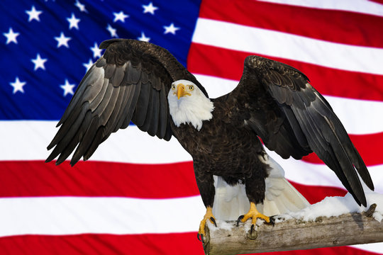 American bald eagle and flag, Digital composite 