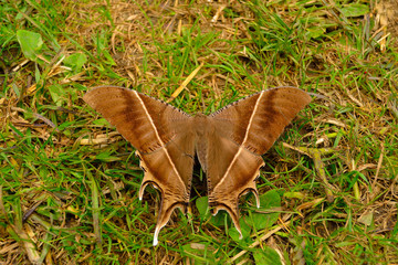 Giant Uranid Moth