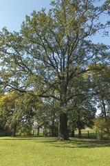 Fototapeta na wymiar A large old oak in a park in Plawniowice