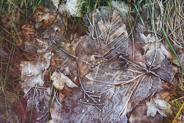 Frozen tree leafs in forest. Top view.